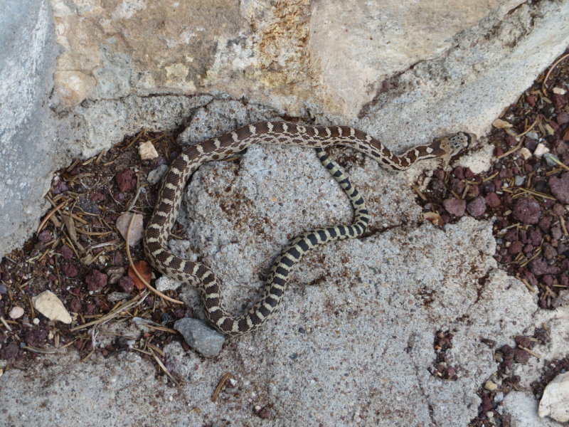 Small snake - Looks like it could be a Hopi Rattlesnake